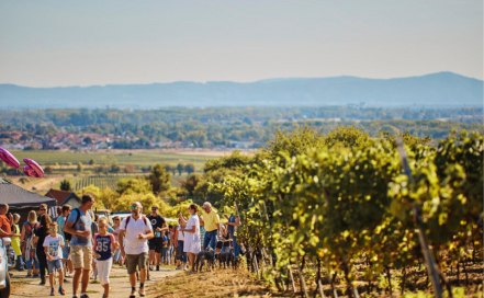 Weinwandern in Alsheim, © InMedia
