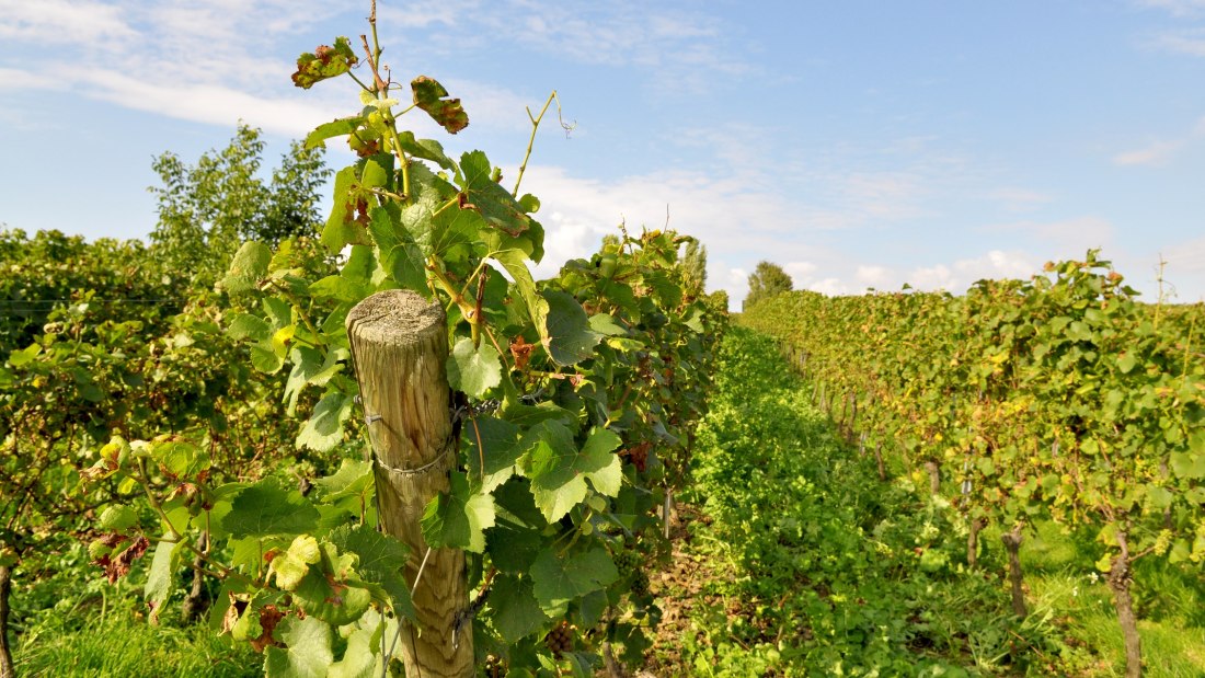 Weingut Müsel_Weinreben 2