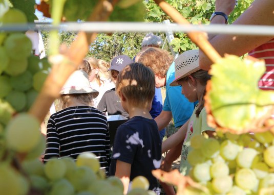 Kinderwingert in Nieder-Olm