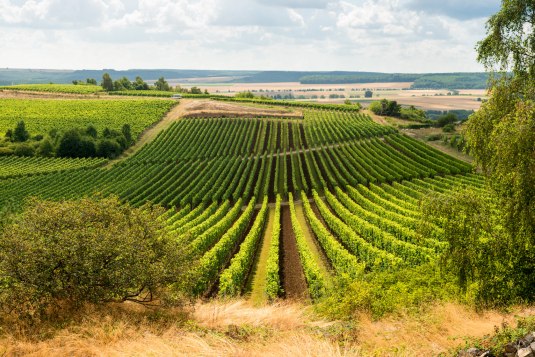 Uitzicht over de wijngaard Hiwweltour Heideblick, © © Dominik Ketz