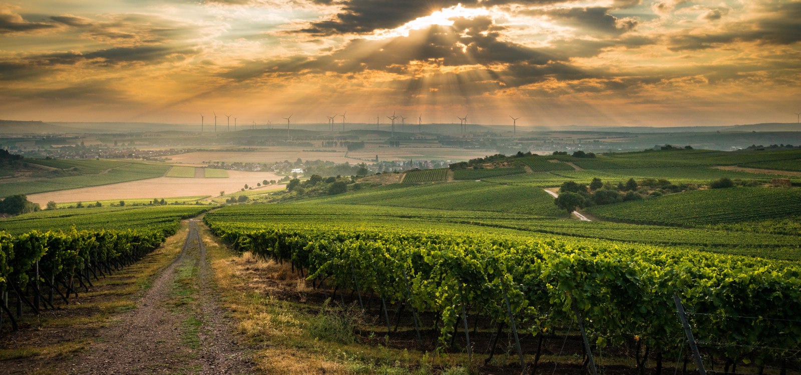 Sunset in the vineyards, © CC BY SA 4.0 Dominik Ketz