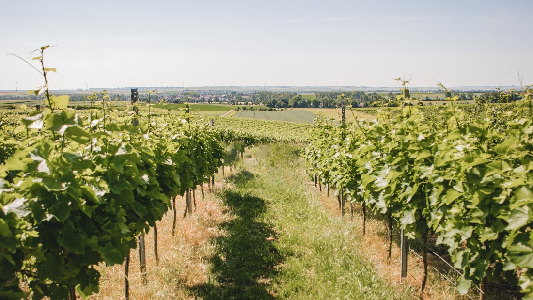 Weinberg ohne Picknick, © Weingut Abthof