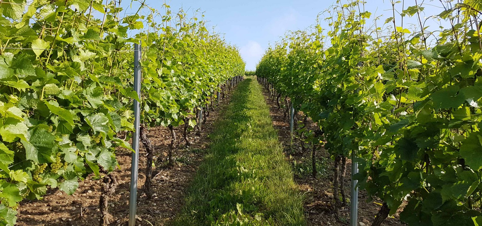 Weinberg nach dem Heften