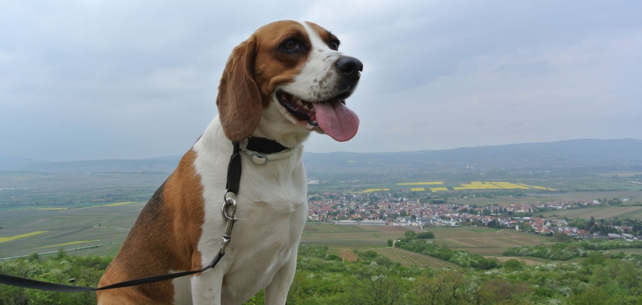 FamilienWeinGut Feser_Hund Luna, © FamilienWeinGut Feser