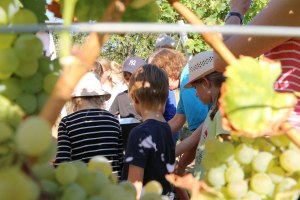 Kinderwingert in Nieder-Olm