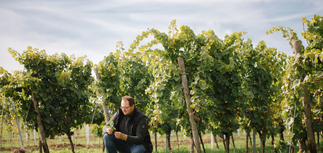 Weingut Müller-Oswald_Weinreben, © Weingut Müller-Oswald