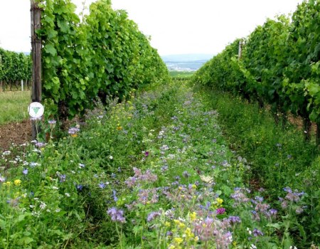 Bruehler-yard greening, © Weingut Brühler Hof