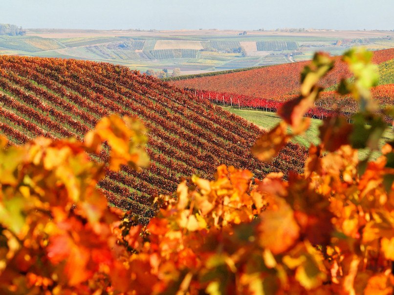 Weingut Schottenhof_Weinreben Herbst, © Weingut Schottenhof