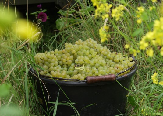 bruehler-hof-lezing © Weingut Brühler Hof