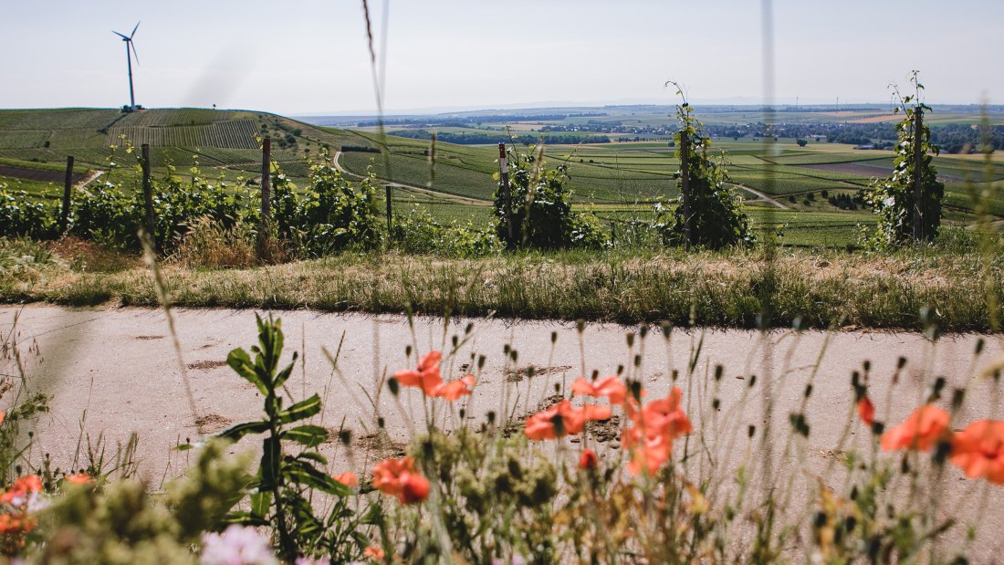 Weingut-Abthof-Juni-2021-DRUCK-14, © Weingut Abthof