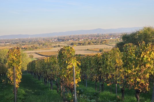 herbstlicher RheinTerrassenWeg