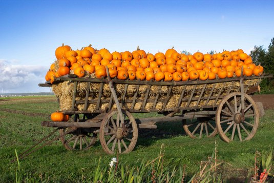 Kürbis auf dem Erntewagen, © Katja Zentel