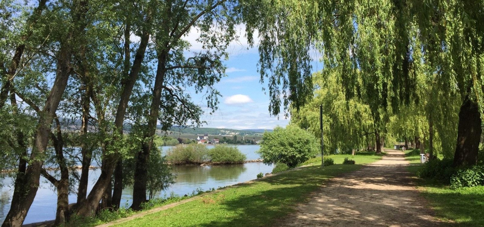 Rheinauen in Ingelheim