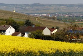 2016-05-02 (23) Winzenheim, Weinbergblick, Rapsfel © Weingut Butzbach