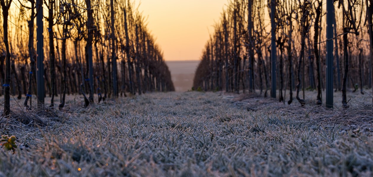 © Weingut Gres