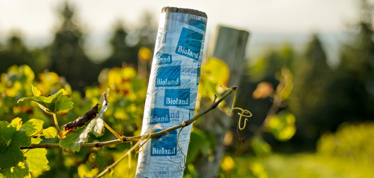 winery-Gänz-bioland-pole, © Weingut Gänz