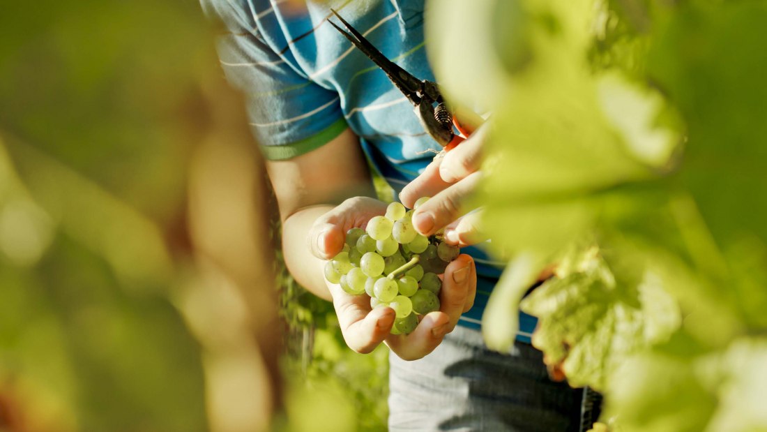 winery-Gänz-selektion-grape, © Weingut Gänz