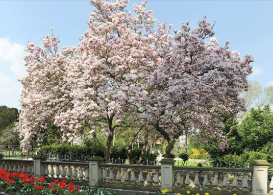 Kirschbluete im Schlosspark