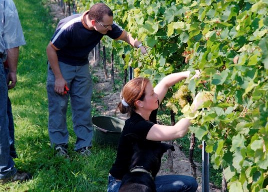 image0122 © Weingut Lamberth