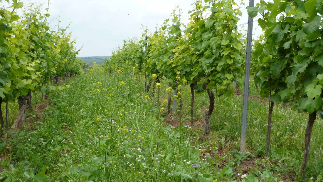 levendige wijngaard internet, © Weingut Pfleger