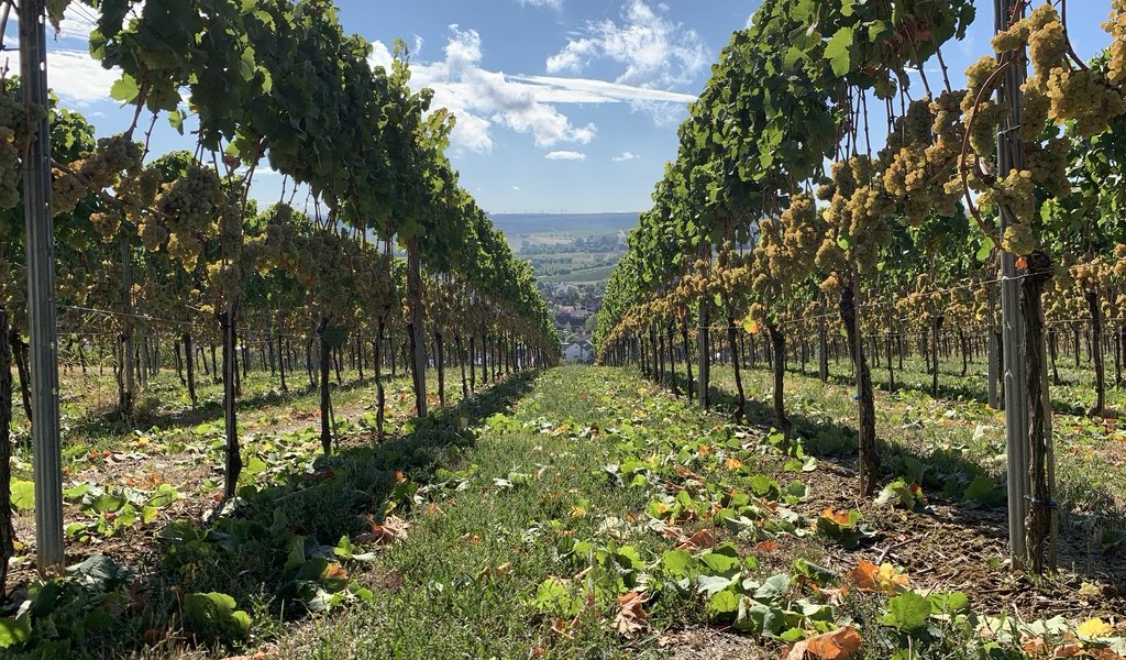 Weingut Kruppenbacher_Weinreben, © Weingut Kruppenbacher