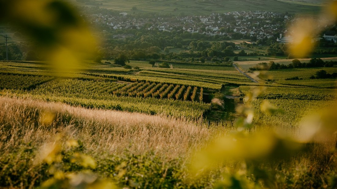 Weingut Finkenauer-Franz_Reben, © Weingut Finkenauer-Franz