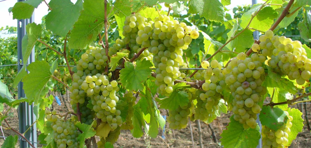 Pfaff wines white grapes Internet, © PFAFF WEINE
