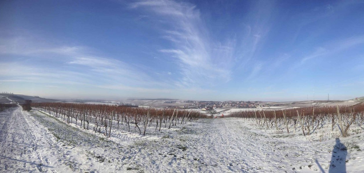 Weingut Kathrinenhof_Weinreben im Schnee, © Weingut Kathrinenhof