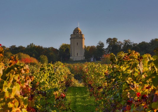 Bismarckturm mit Blick von den Weinbergen © Rainer Oppenheimer/Stadt Ingelheim