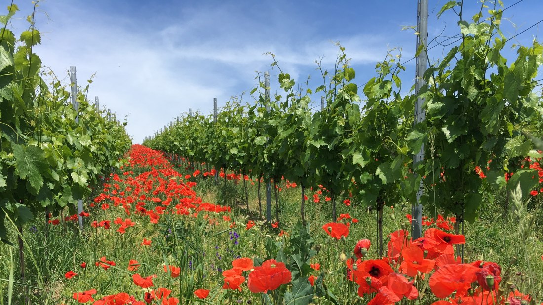 IMG_3037_Klatschmohn, © Weingut Abthof