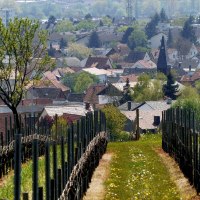 2016-05-02 (12) Winzenheim, Weinbergblick © Weingut Butzbach