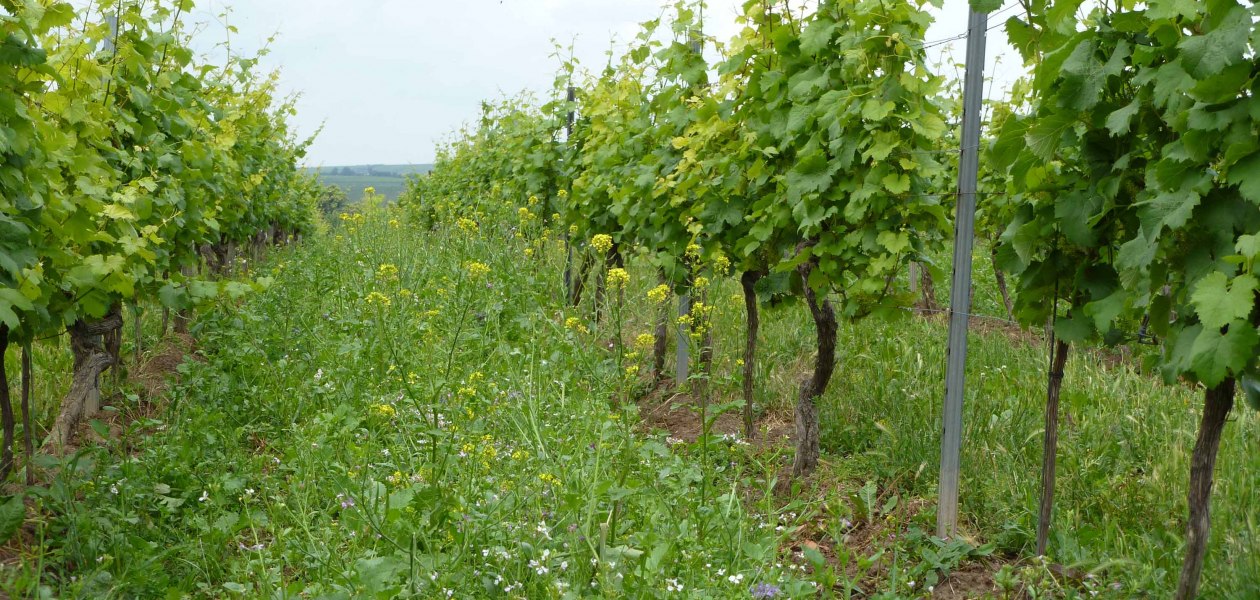 Weingut Pfleger_Weinberg, © Weingut Pfleger