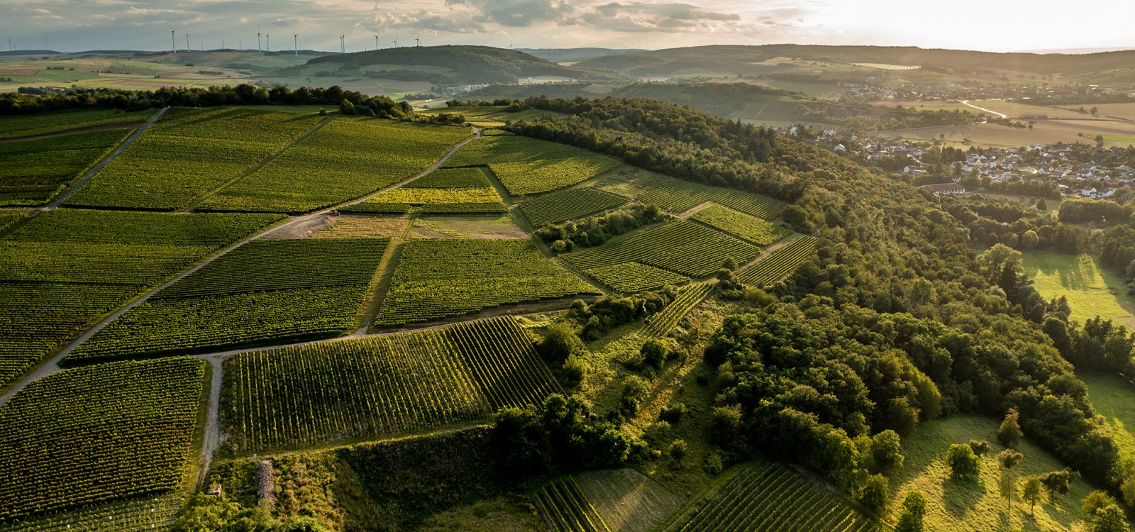 Siefersheimer Höllberg