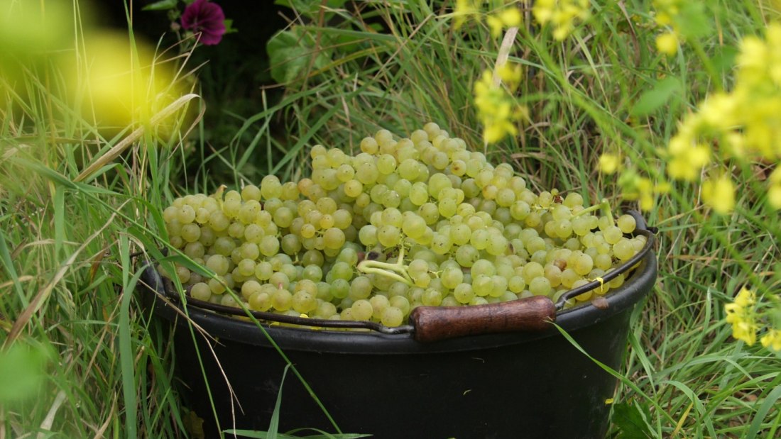 Bruehler-hof-read, © Weingut Brühler Hof