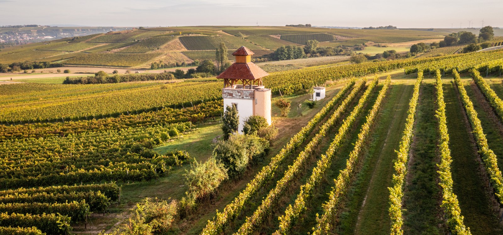 Weinberge bei Stadecken-Elsheim, © Dominik Ketz