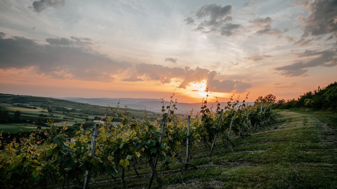 Weingut Finkenauer-Franz_Weinberg, © Weingut Finkenauer-Franz