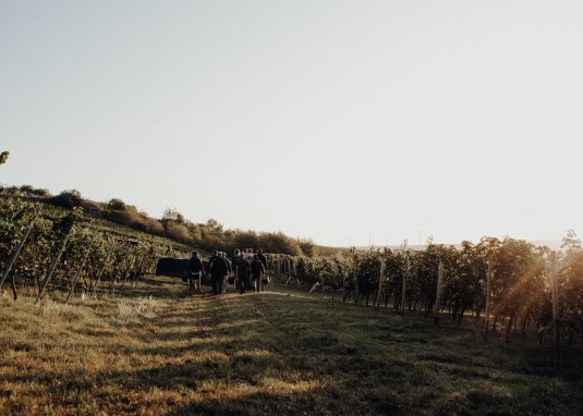 Weinbergswanderung © Weingut Braunewell