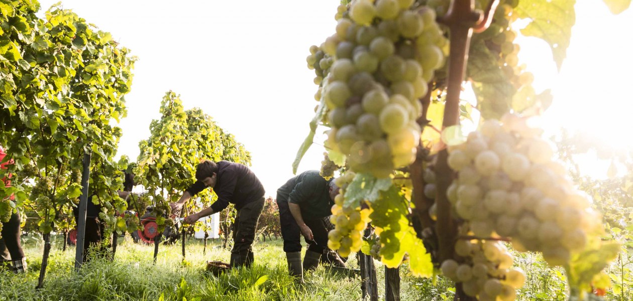 Vrijdag 2, © Weingut Freitag