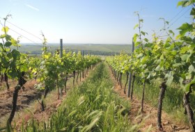 Weingut Mankel_Weinreben © Weingut Mankel