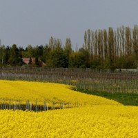 2016-05-02 (26) Winzenheim, Weinbergblick, Rapsfel