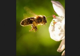 Bienenstoock & Honigstasting