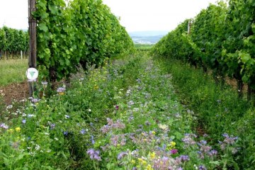 Bruehler-yard greening, © Weingut Brühler Hof