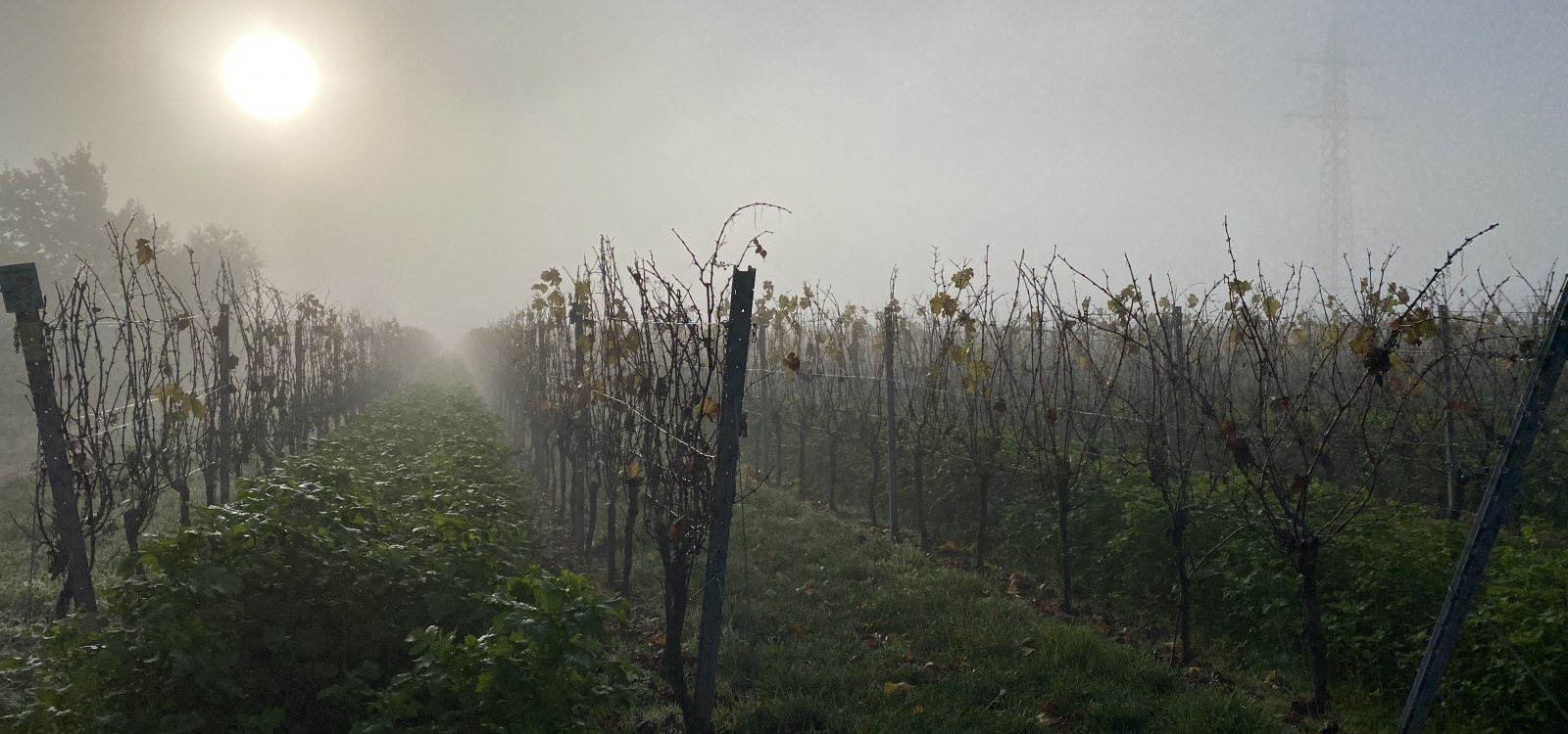 November in Rheinhessen