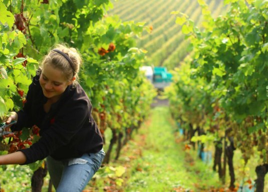 Weingut Bunn Strebel_Reben © Weingut Bunn Strebel