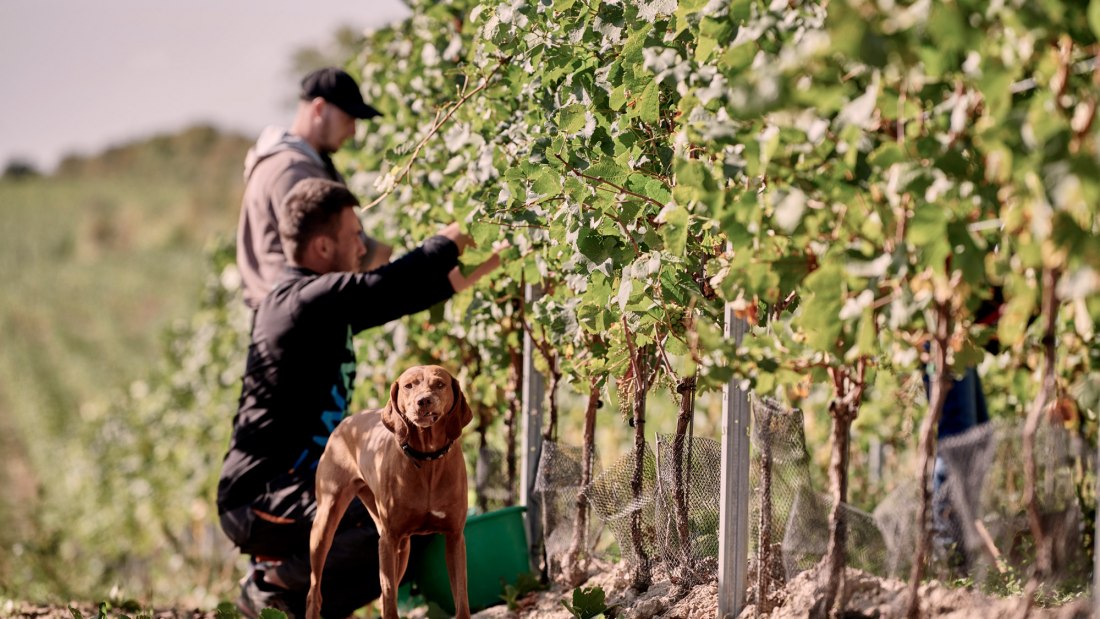 © Weingut Sander