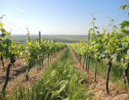 mankel-3, © Weingut Mankel