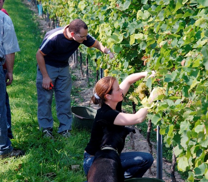 image0122, © Weingut Lamberth