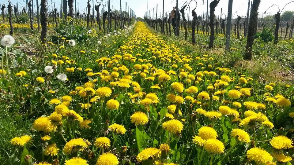 Dandelion in the wingert, © Weingut Kathrinenhof